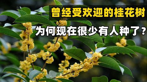 種桂花風水|3步驟種出旺宅桂花樹